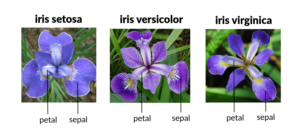 Iris flowers